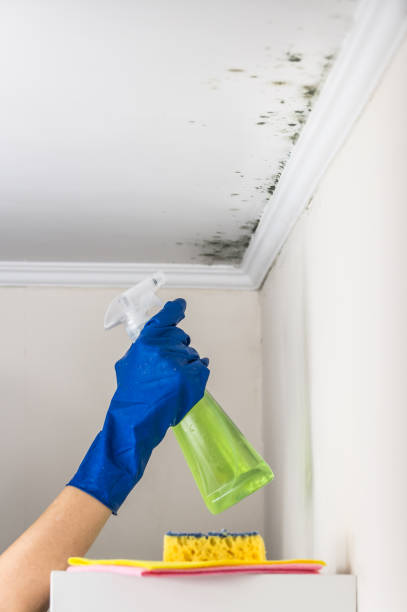 New Richmond, OH Mold Remediation Company